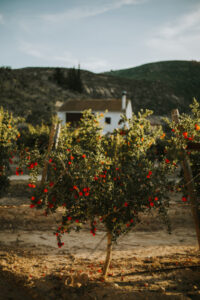 granado florecido