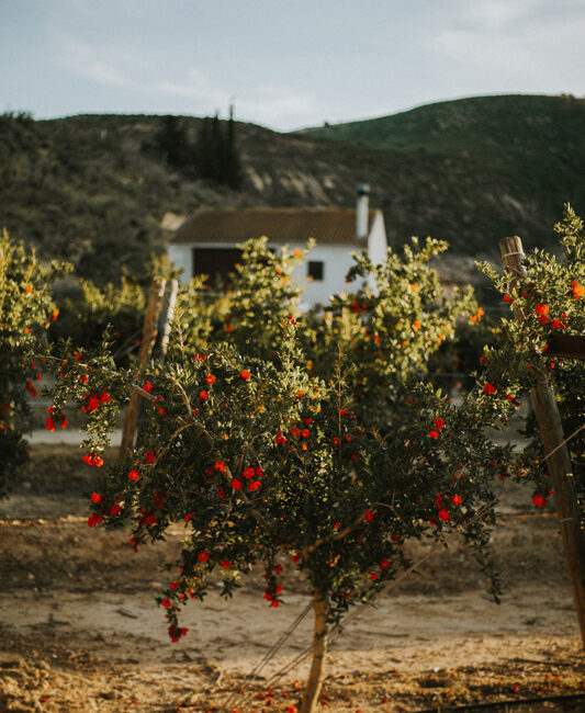 granado florecido